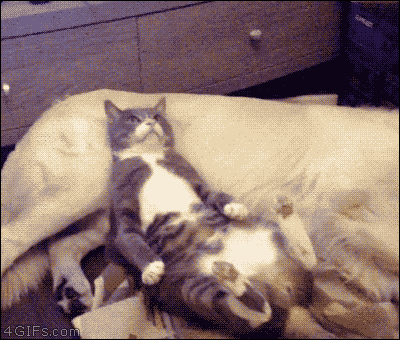 1361112_0.jpg.gif